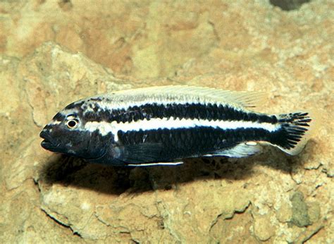 auratus|melanochromis auratus vergesellschaften.